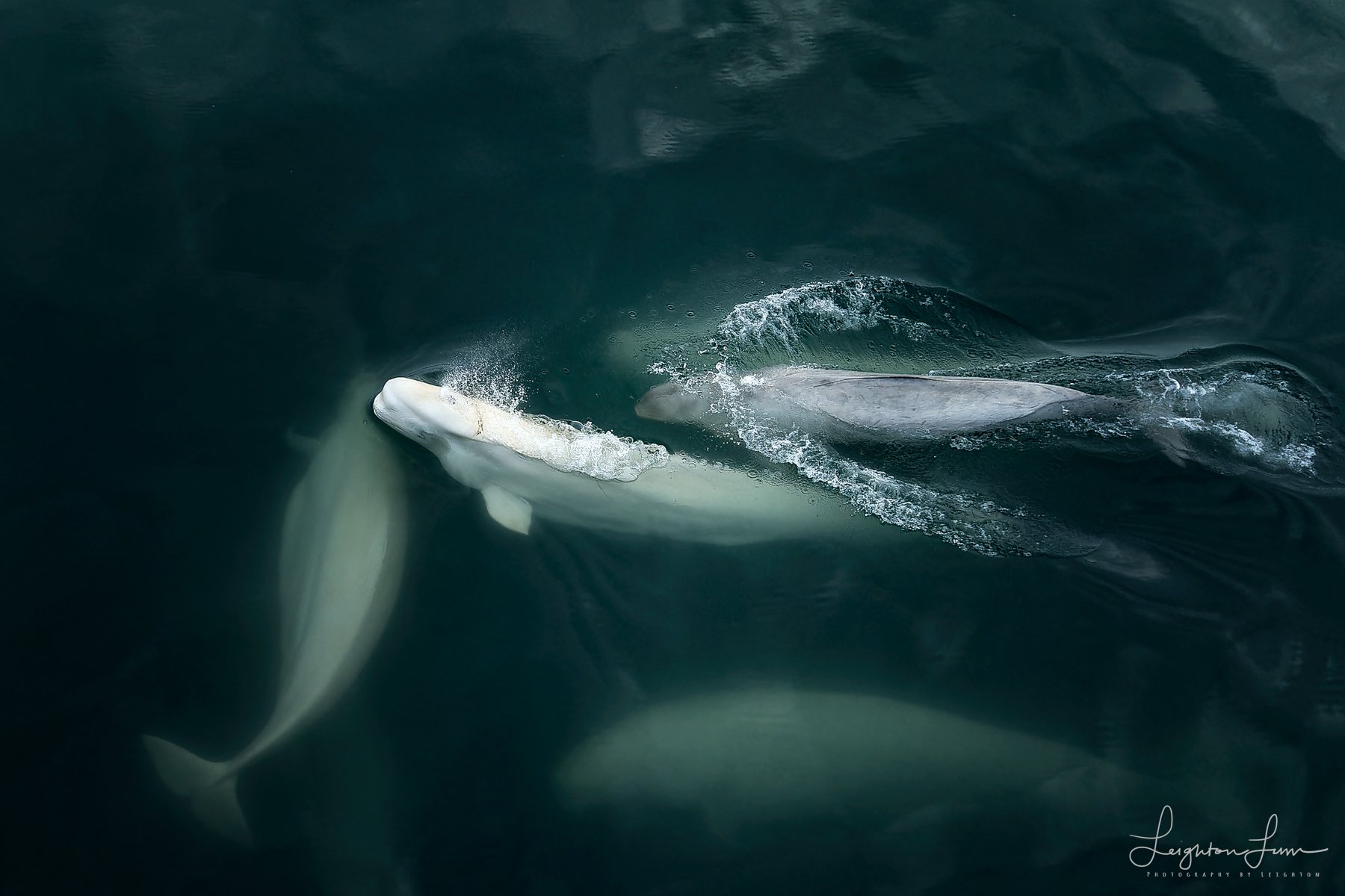 Beluga whales seen from above in dark Arctic water, Svalbard