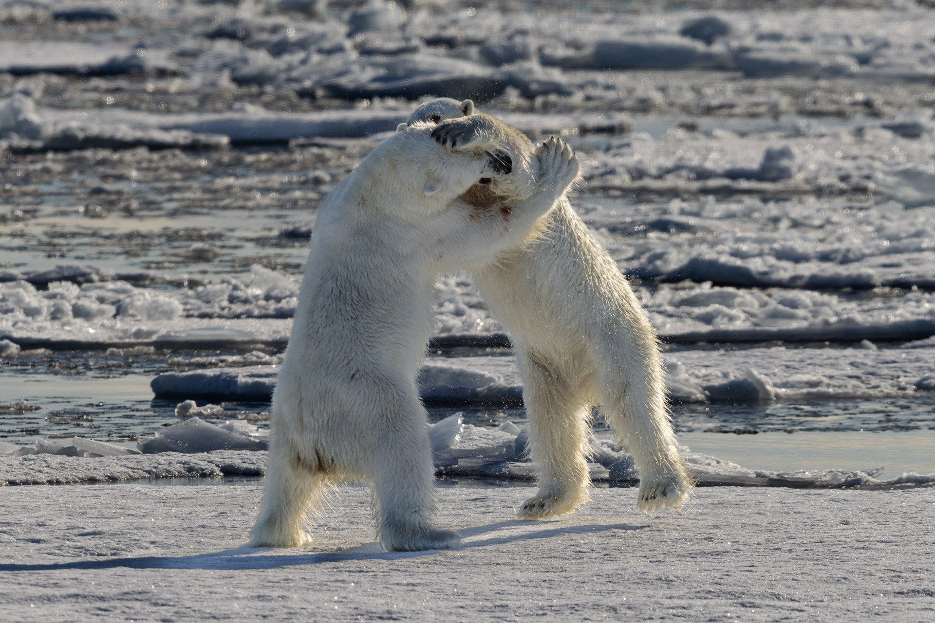 Two polar bears sparring on the sea ice, Svalbard