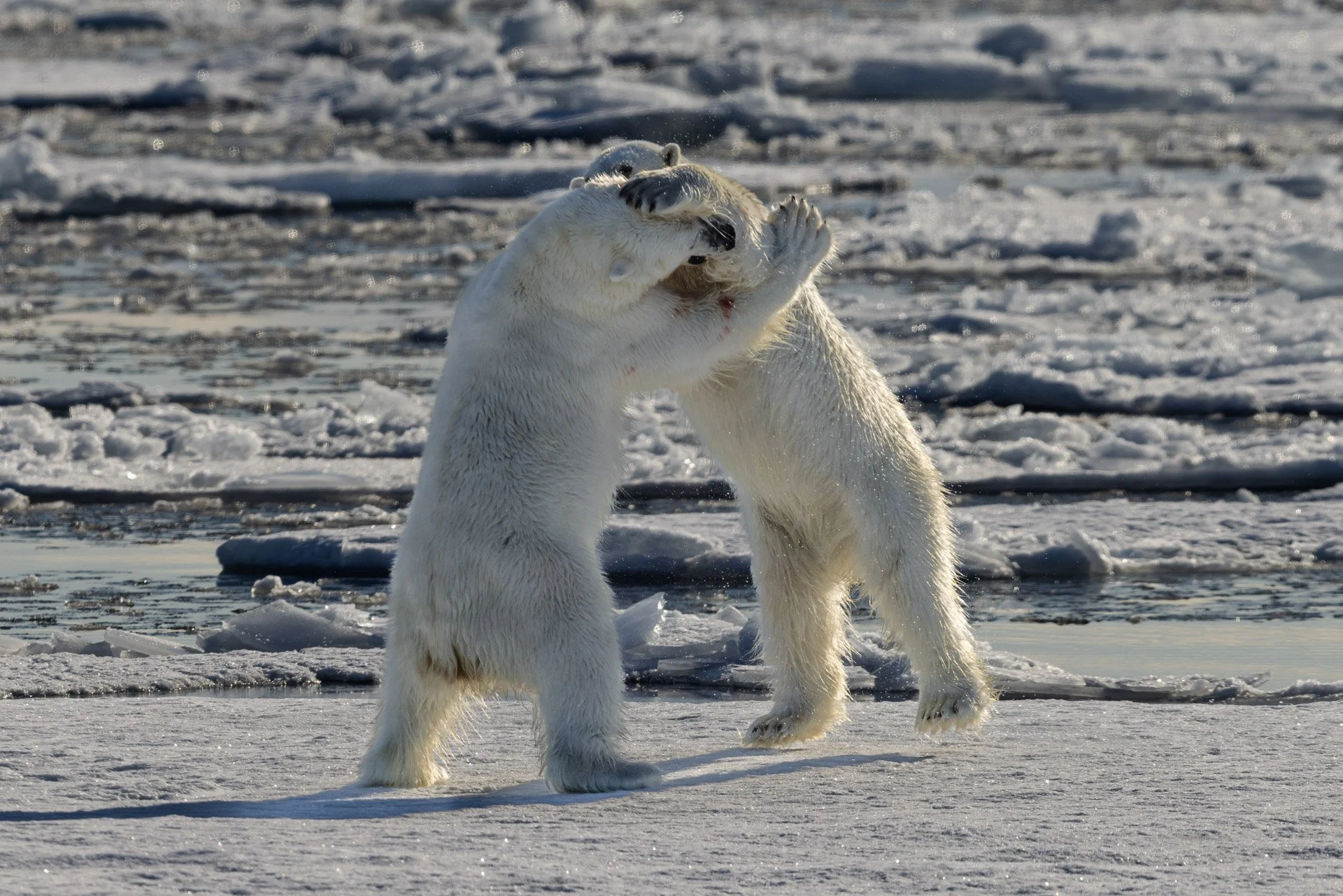 Two polar bears sparring on the sea ice, Svalbard