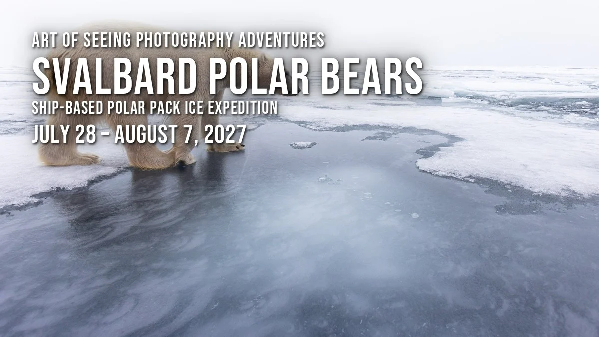 Svalbard Polar Bears 2027
