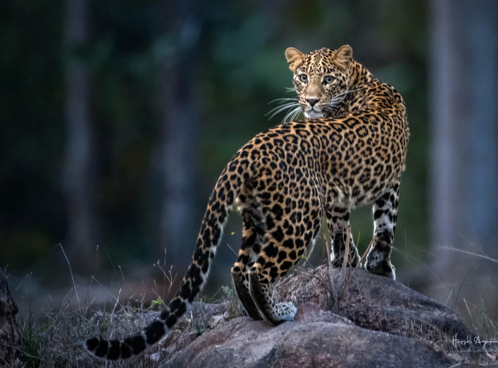 From a past Art of Seeing Tigers Safari photography adventure