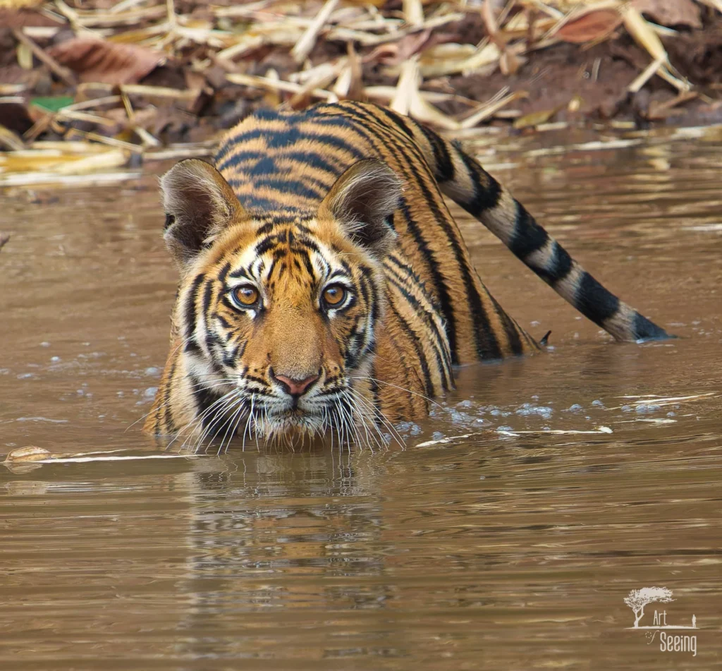 From a past Art of Seeing Tigers Safari photography adventure
