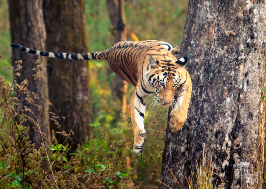 From a past Art of Seeing Tigers Safari photography adventure