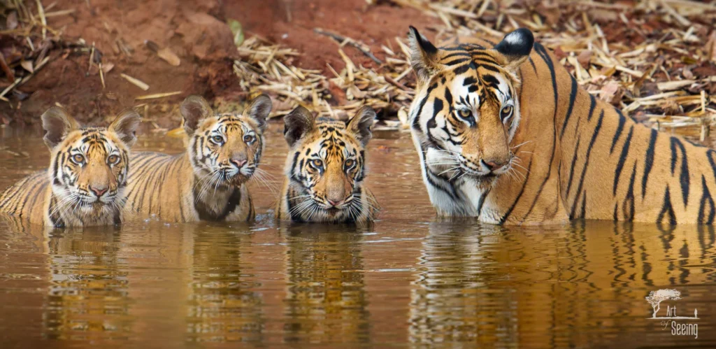 From a past Art of Seeing Tigers Safari photography adventure