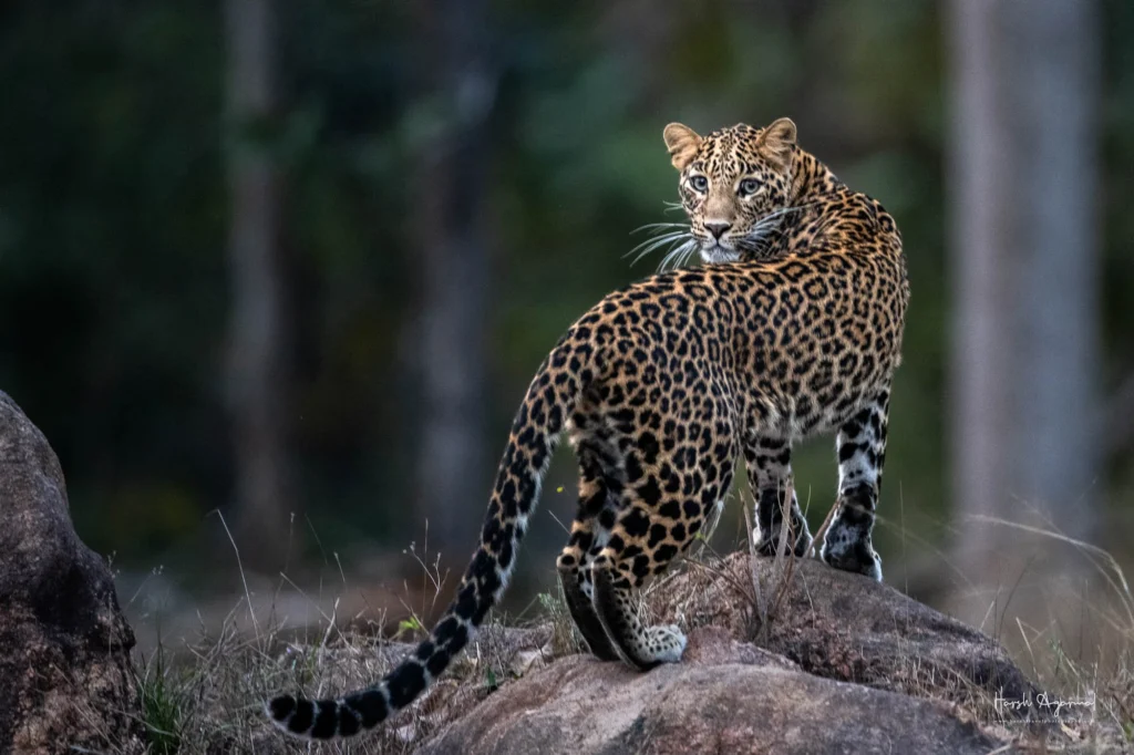 From a past Art of Seeing Tigers Safari photography adventure