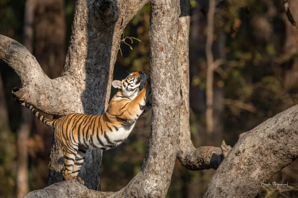 From a past Art of Seeing Tigers Safari photography adventure