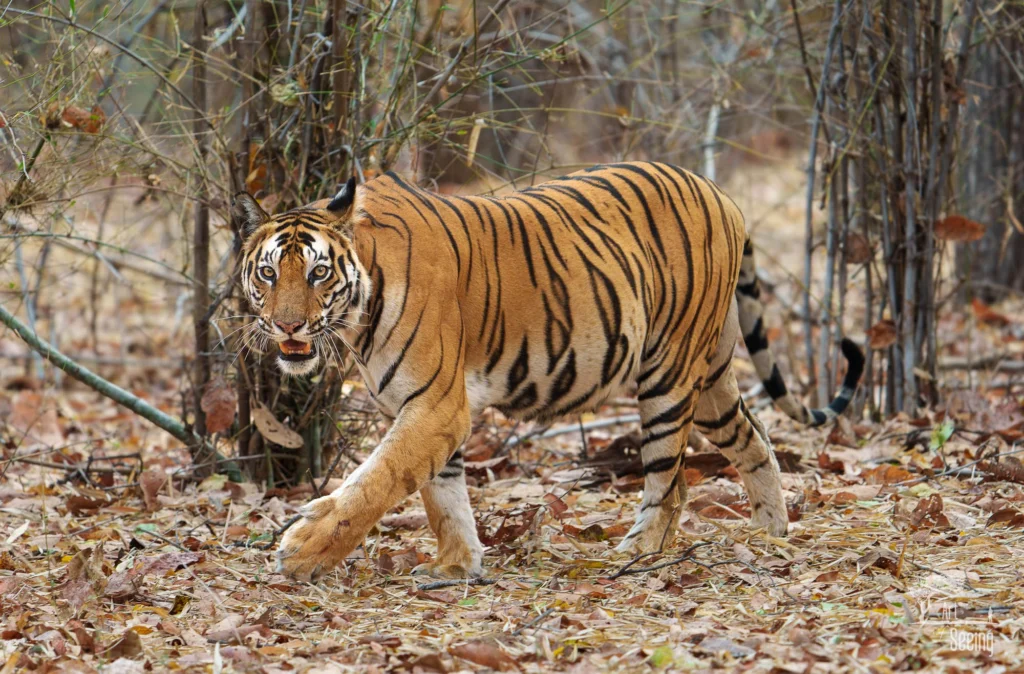 From a past Art of Seeing Tigers Safari photography adventure