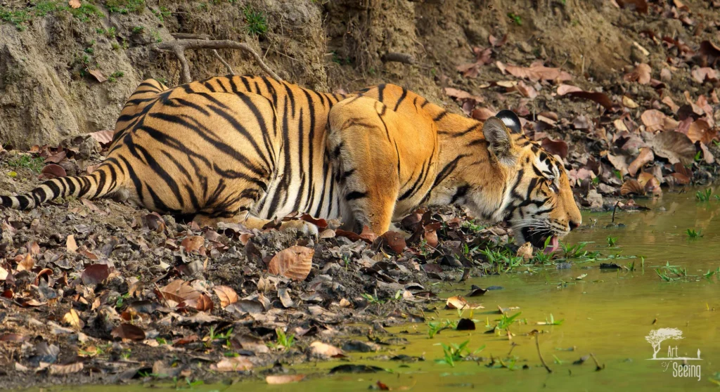 From a past Art of Seeing Tigers Safari photography adventure