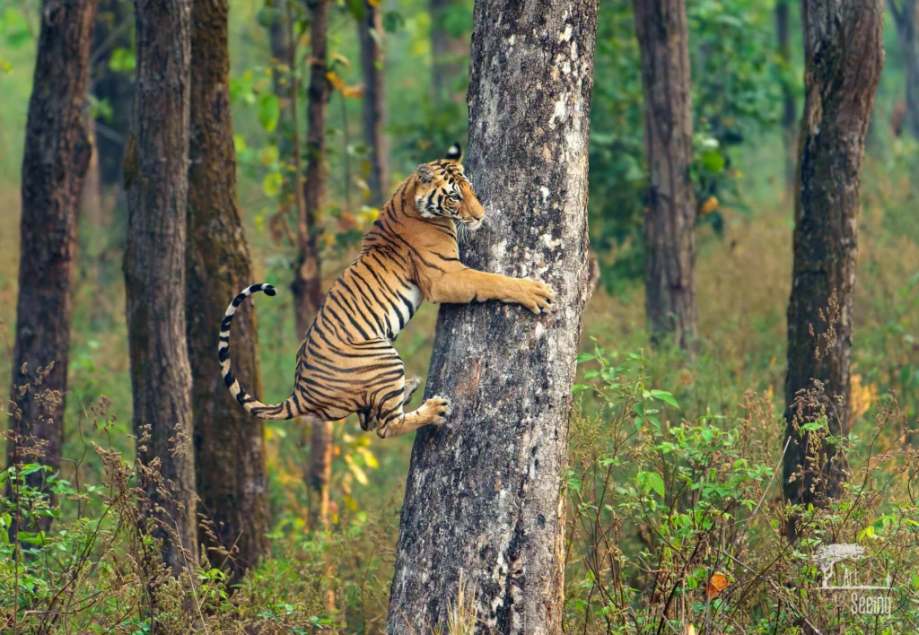 From a past Art of Seeing Tigers Safari photography adventure