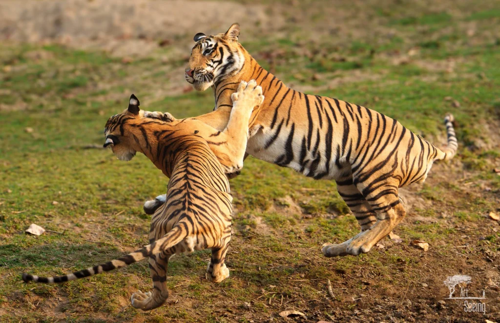 From a past Art of Seeing Tigers Safari photography adventure