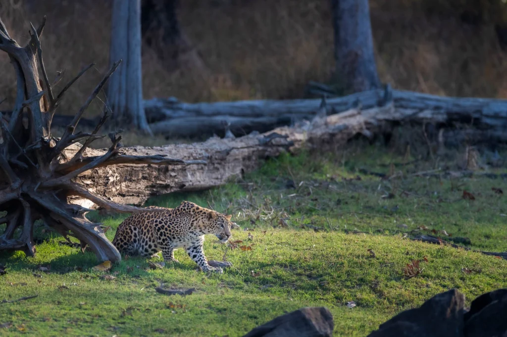 From a past Art of Seeing Tigers Safari photography adventure