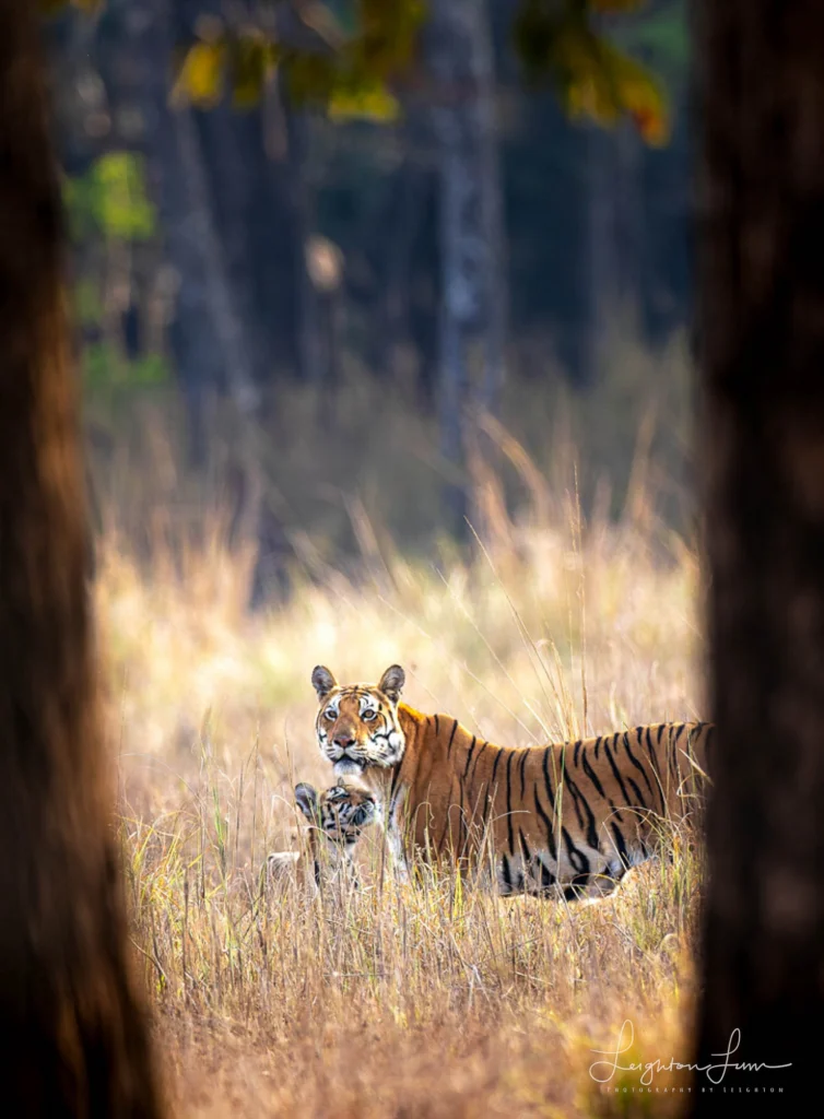 From a past Art of Seeing Tigers Safari photography adventure