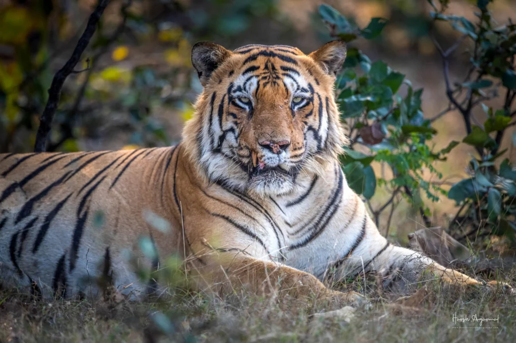 From a past Art of Seeing Tigers Safari photography adventure