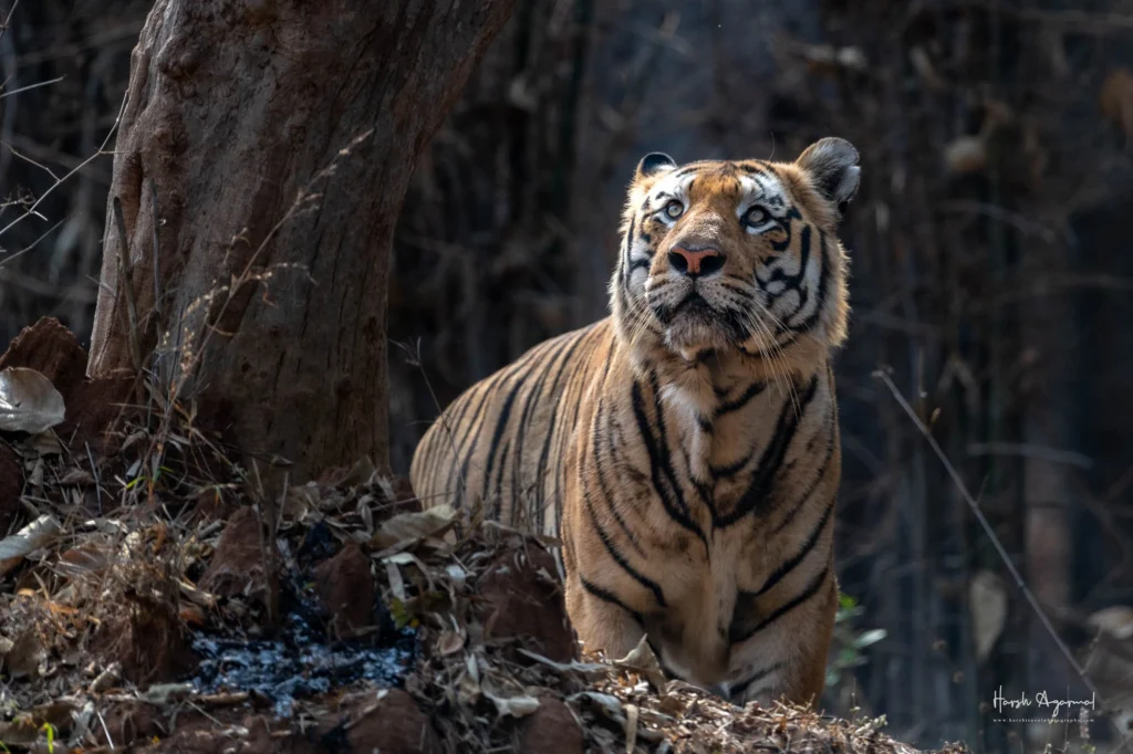 From a past Art of Seeing Tigers Safari photography adventure