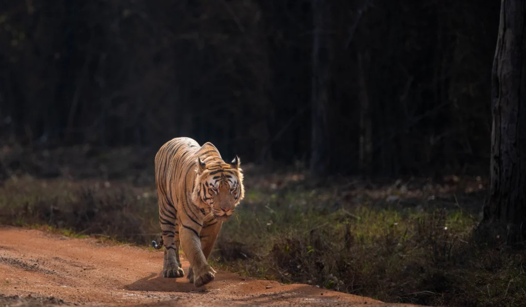 From a past Art of Seeing Tigers Safari photography adventure