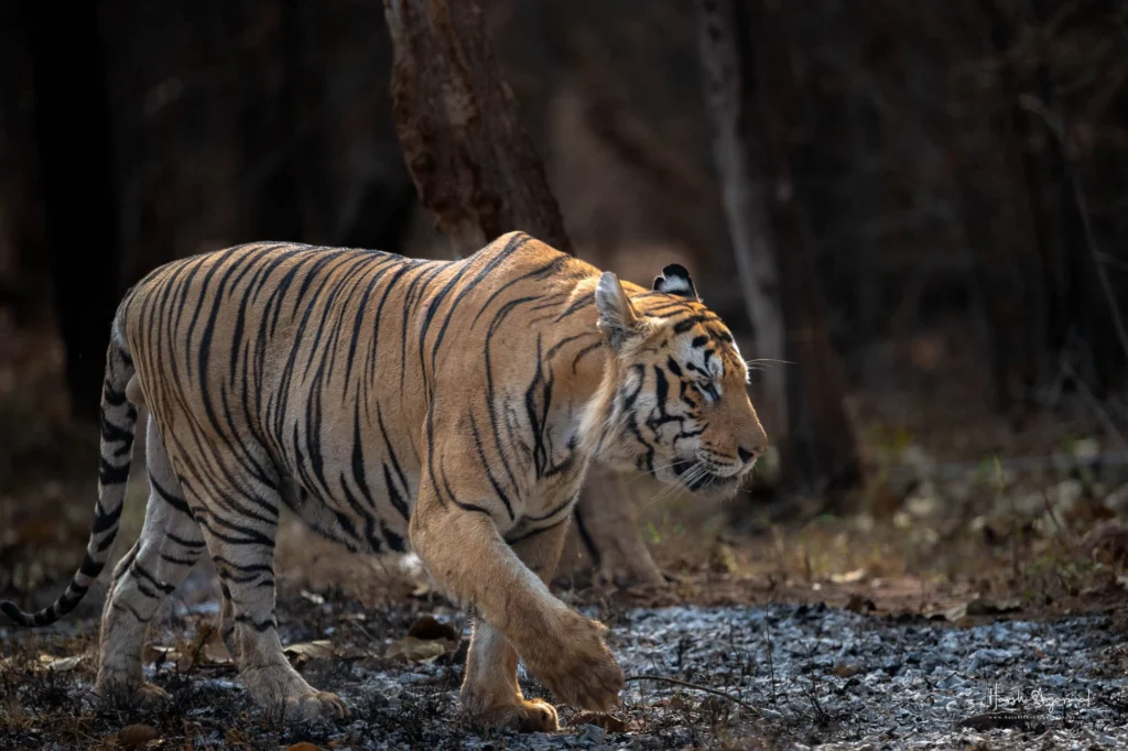 From a past Art of Seeing Tigers Safari photography adventure