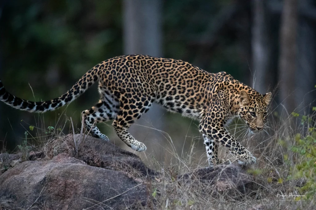 From a past Art of Seeing Tigers Safari photography adventure