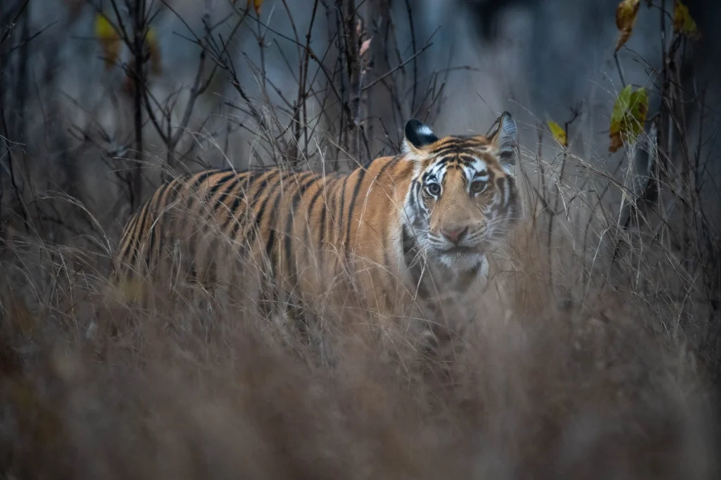 From a past Art of Seeing Tigers Safari photography adventure