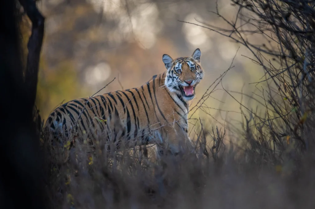 From a past Art of Seeing Tigers Safari photography adventure