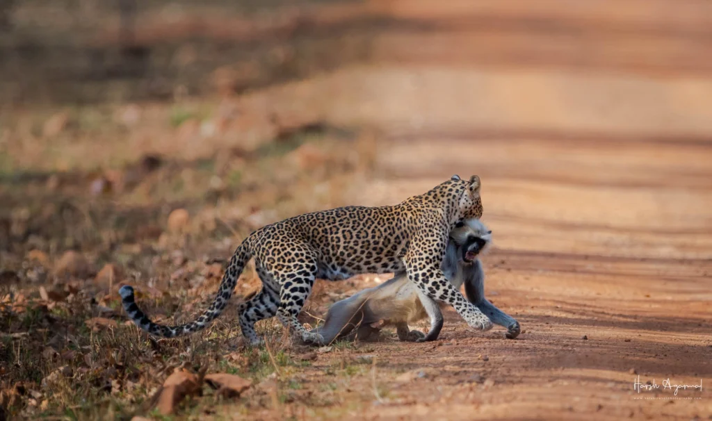 From a past Art of Seeing Tigers Safari photography adventure