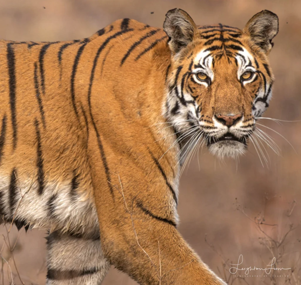 From a past Art of Seeing Tigers Safari photography adventure