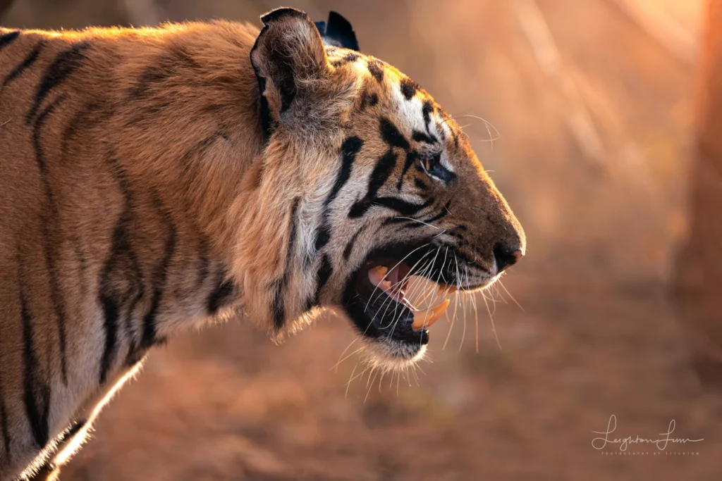 From a past Art of Seeing Tigers Safari photography adventure