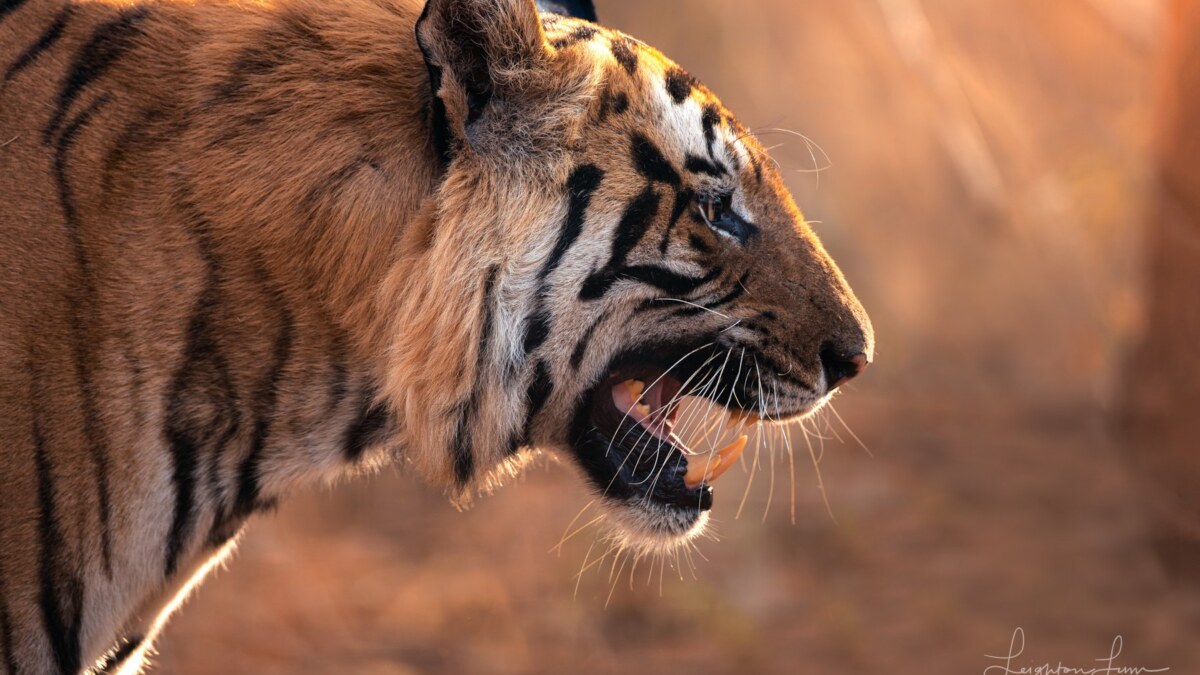 Tigers Safari 2027