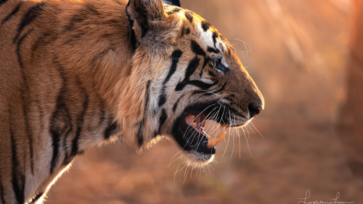 Tigers Safari 2027