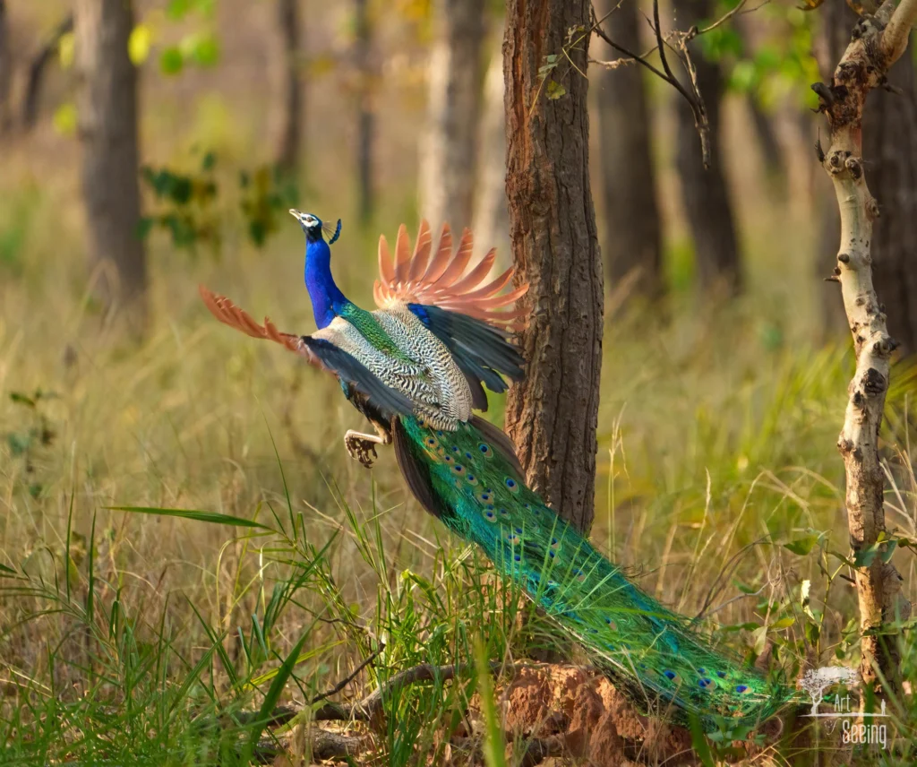 From a past Art of Seeing Tigers Safari photography adventure