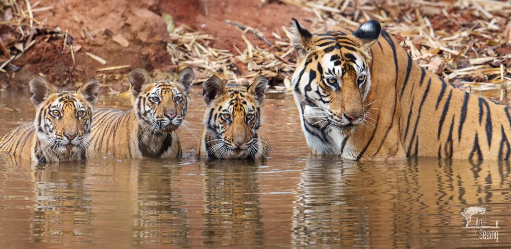 From a past Art of Seeing Tigers Safari photography adventure