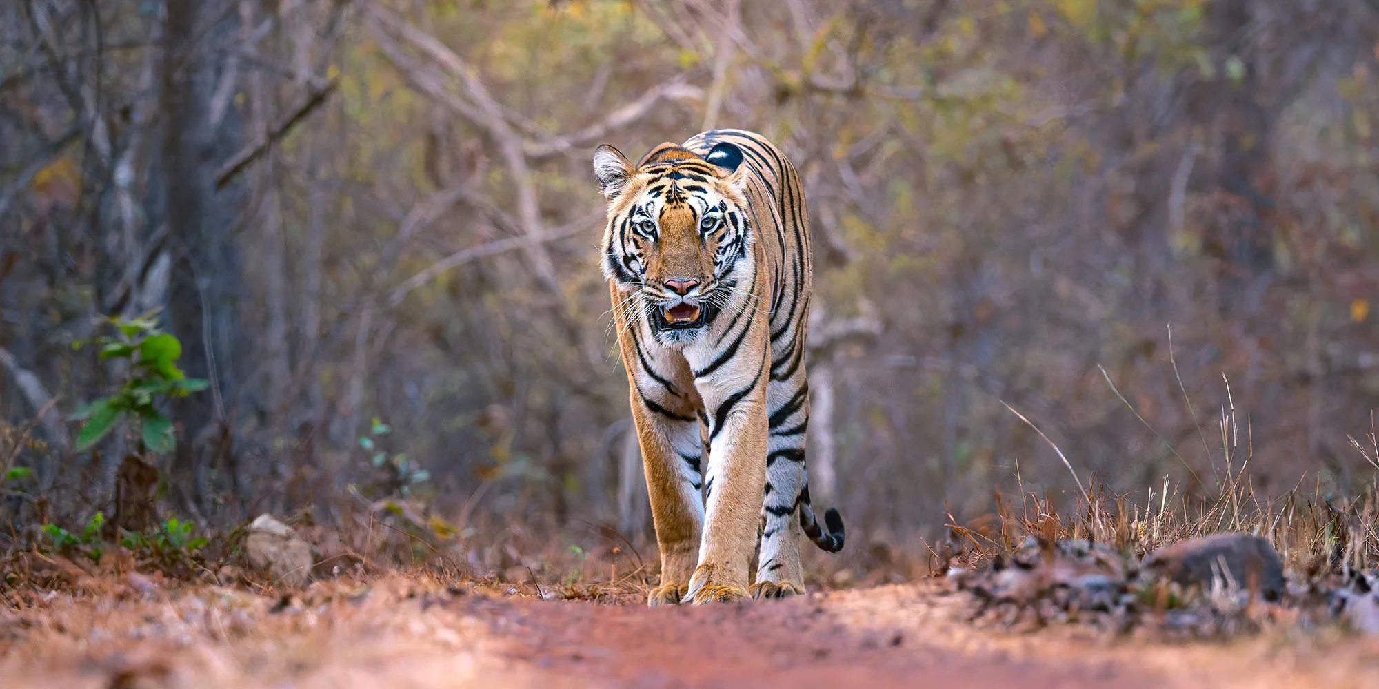 From a past Art of Seeing Tigers Safari photography adventure