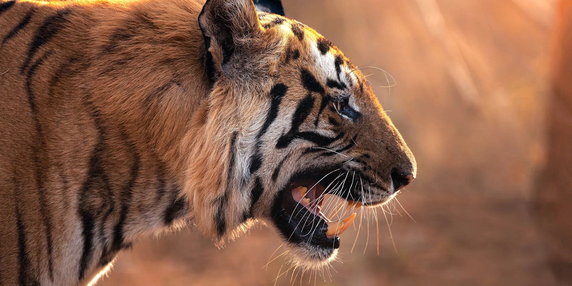 From a past Art of Seeing Tigers Safari photography adventure