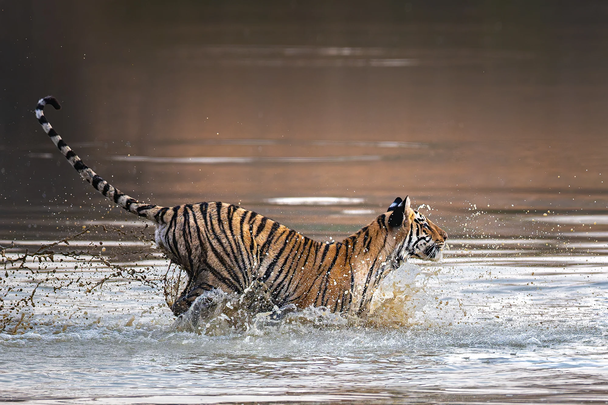 From a past Art of Seeing Tigers Safari photography adventure