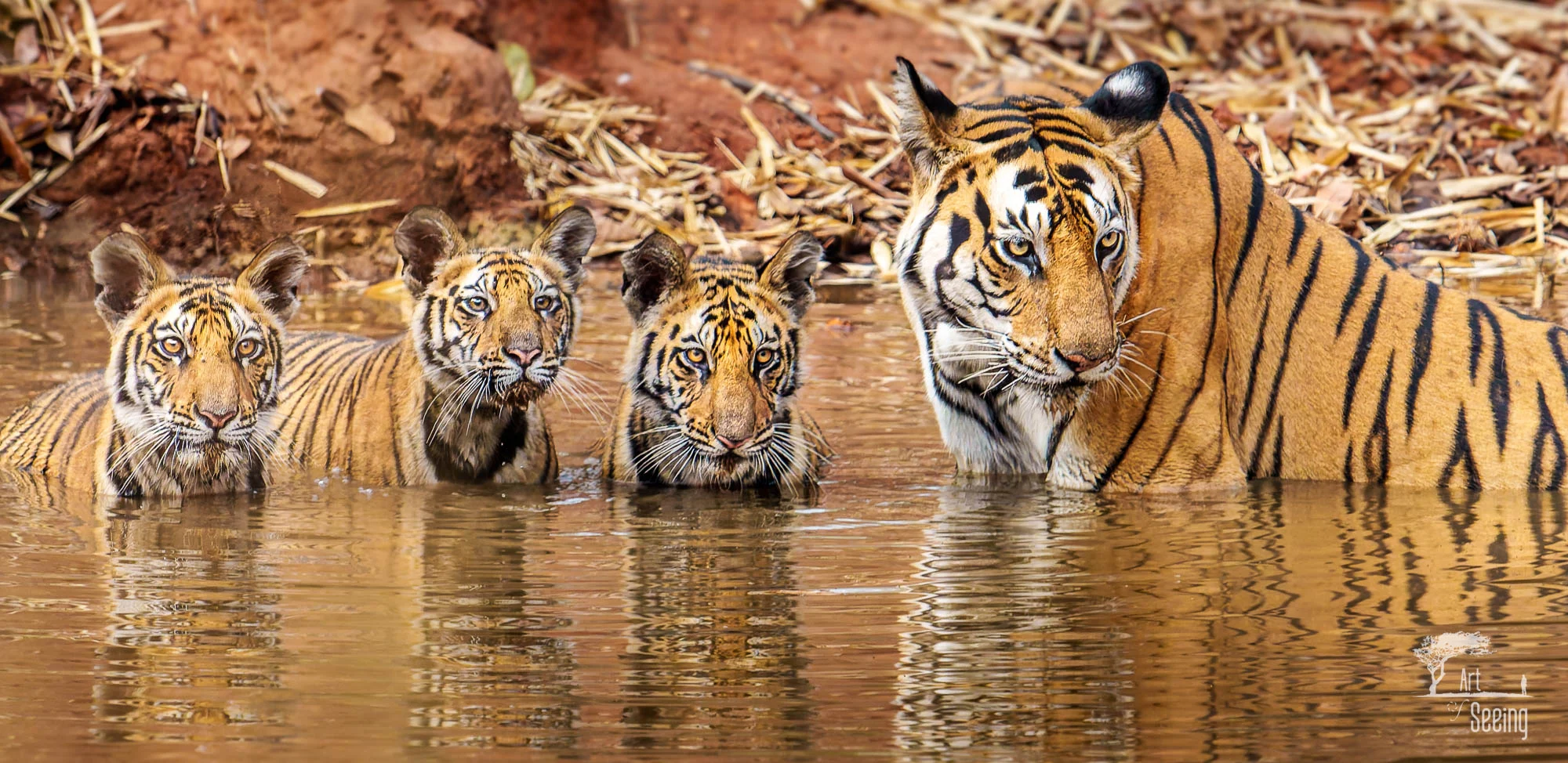From a past Art of Seeing Tigers Safari photography adventure