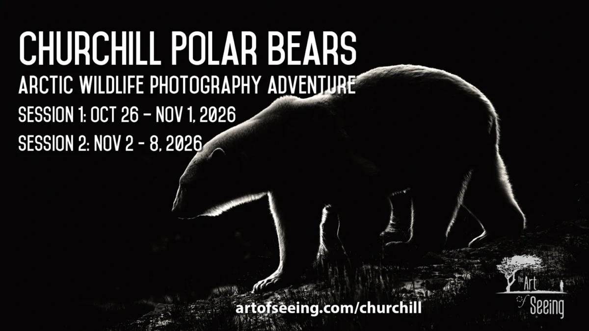 Churchill Polar Bears 2026