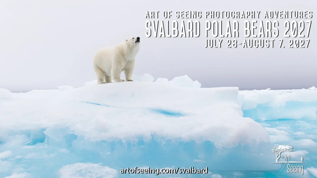 Svalbard Polar Bears 2027