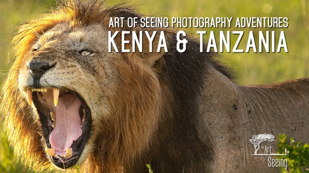 A lion roaring, head thrown back, on the plains of Kenya and Tanzania