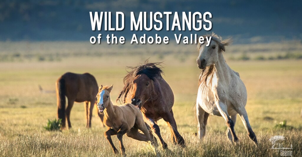 Three wild mustangs at a gallop across the Adobe Valley, mountains behind them