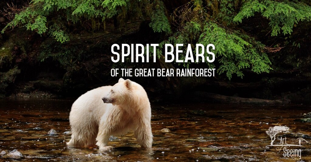 A white Spirit Bear wading a stream in the Great Bear Rainforest