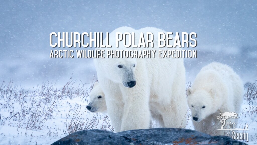 A polar bear and two cubs on snow-covered tundra outside Churchill