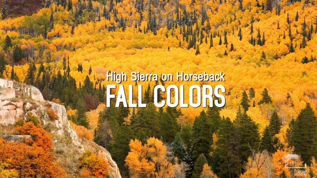 A hillside of aspens in full yellow autumn colour in the High Sierra