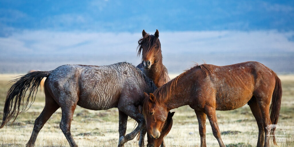 A photograph from an Art of Seeing Wild Mustangs of the Adobe Valley workshop