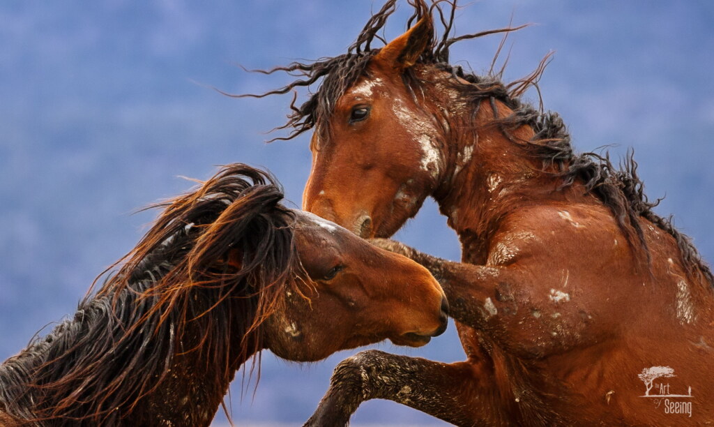 A photograph from an Art of Seeing Wild Mustangs of the Adobe Valley workshop