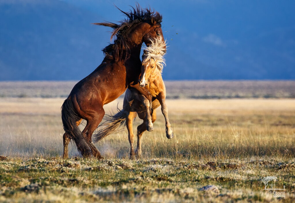 A photograph from an Art of Seeing Wild Mustangs of the Adobe Valley workshop
