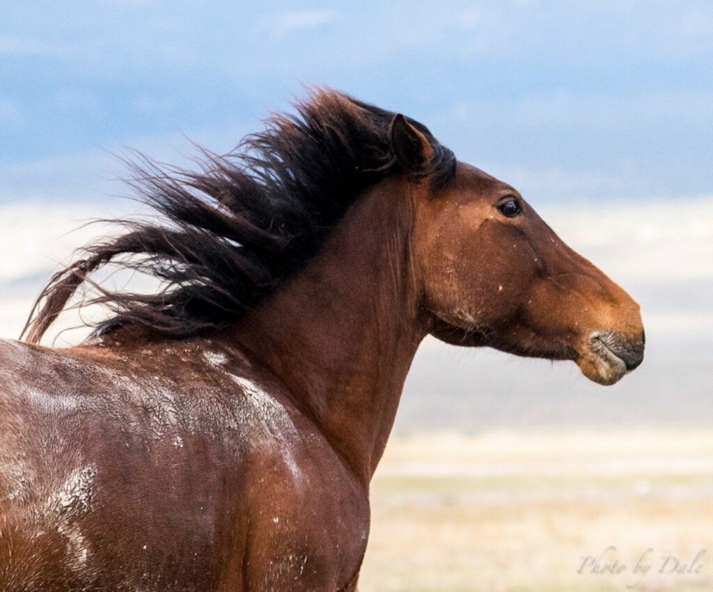 A photograph from an Art of Seeing Wild Mustangs of the Adobe Valley workshop