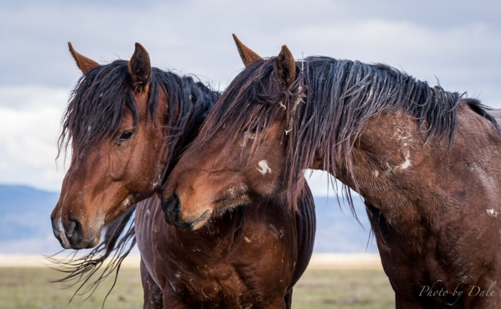 A photograph from an Art of Seeing Wild Mustangs of the Adobe Valley workshop