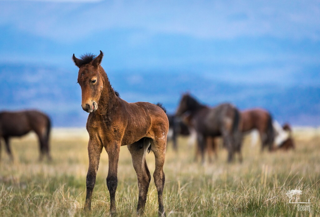 A photograph from an Art of Seeing Wild Mustangs of the Adobe Valley workshop