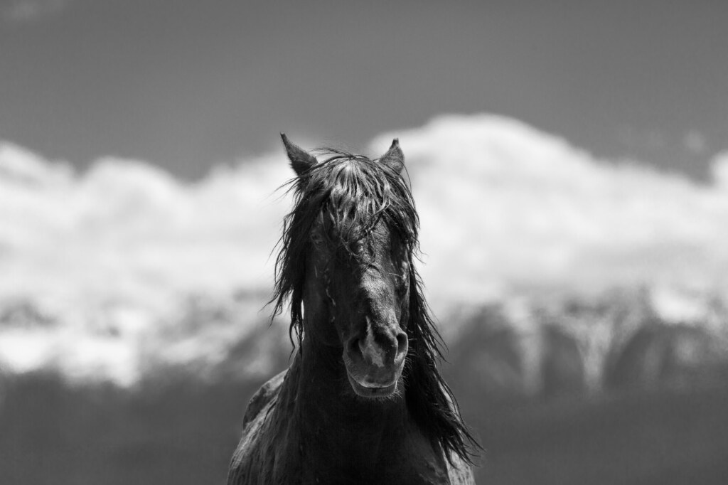 A photograph from an Art of Seeing Wild Mustangs of the Adobe Valley workshop