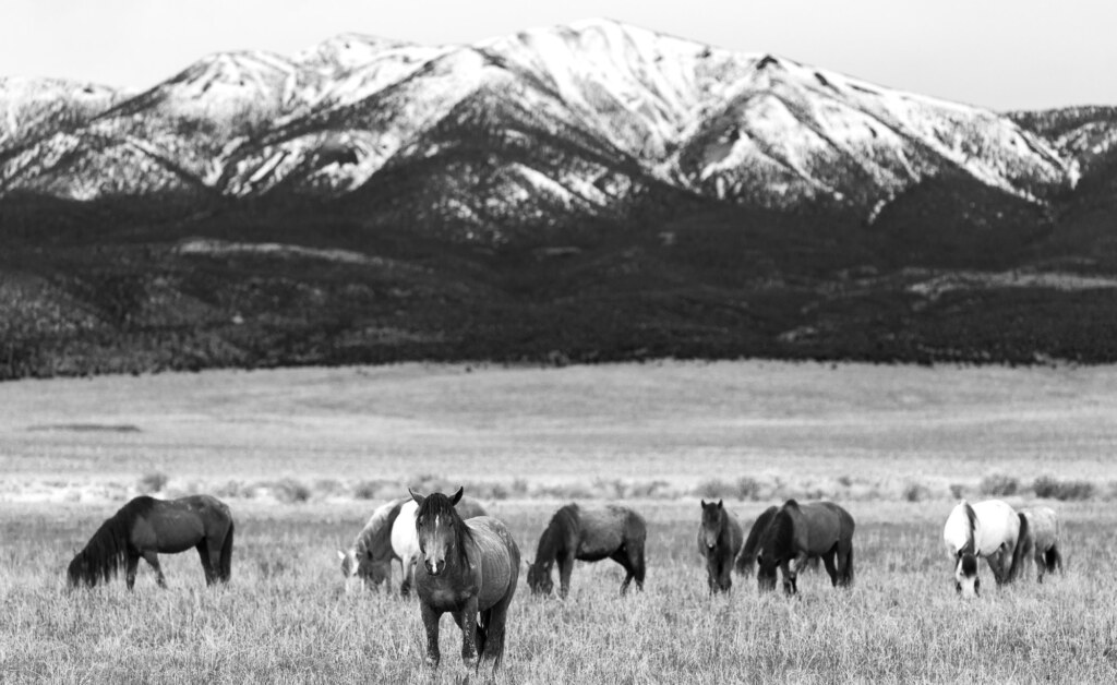 A photograph from an Art of Seeing Wild Mustangs of the Adobe Valley workshop