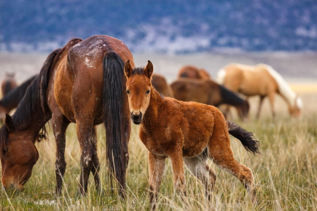 A photograph from an Art of Seeing Wild Mustangs of the Adobe Valley workshop
